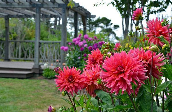 dahlias près du belvédère