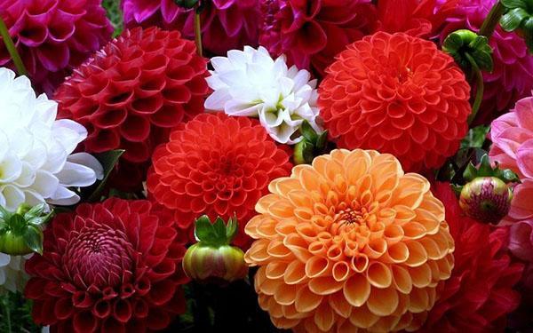 dahlias vivaces