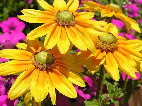 Rudbeckia