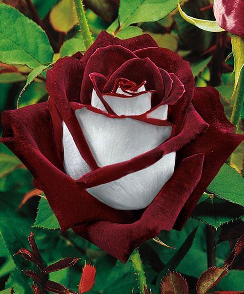 merveilleuse rose