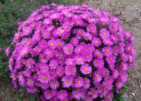 aster nuevo belga