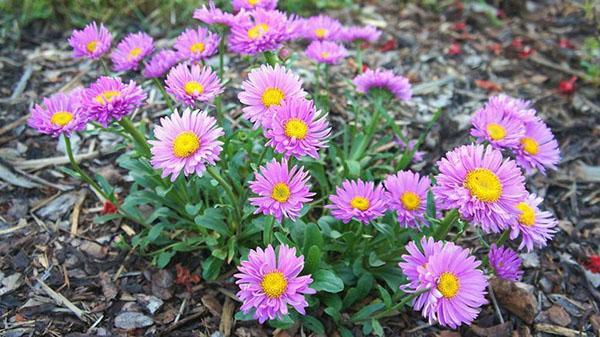 asters alpins vivaces