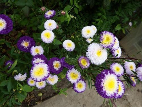asters pompon