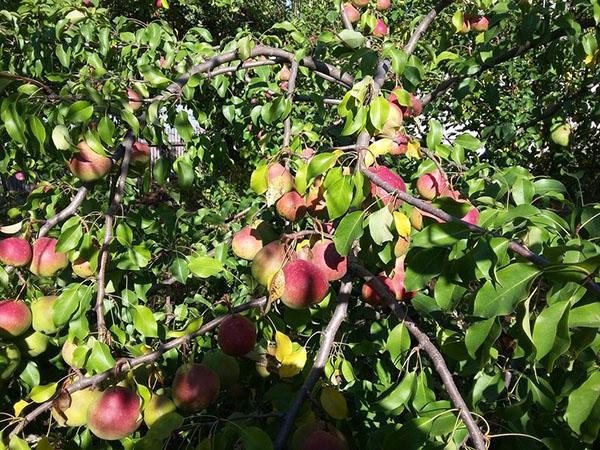 abundante cosecha de peras Elena