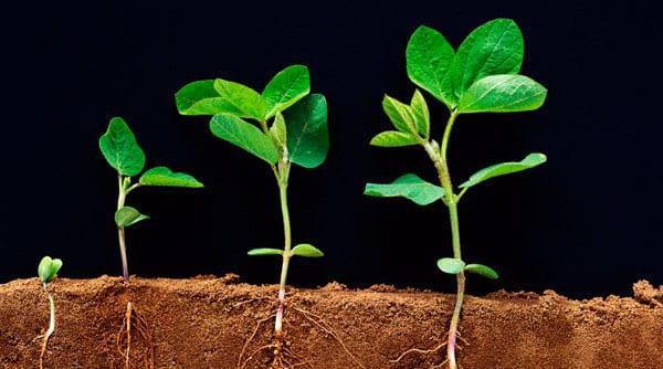 cultivamos solo las verduras necesarias