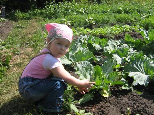 chou au jardin