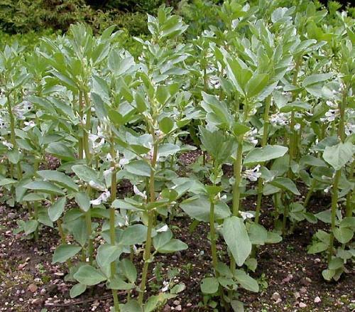 haricots dans le jardin