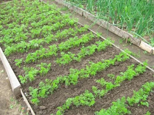 zanahorias en el jardín