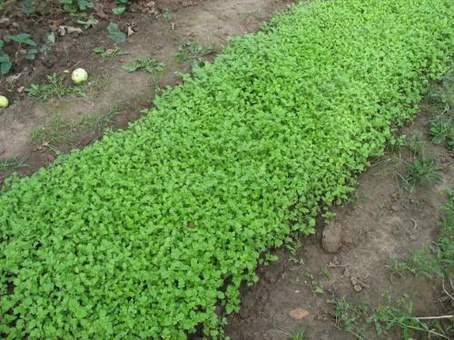 moutarde blanche dans le jardin