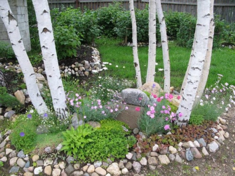 quelles fleurs planter à côté d'un bouleau