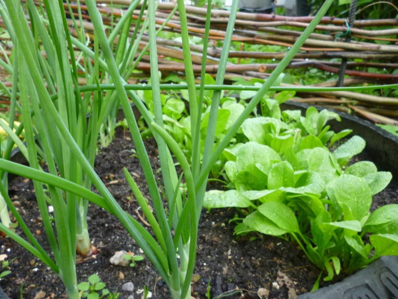 cultures de jardin à planter sous un bouleau