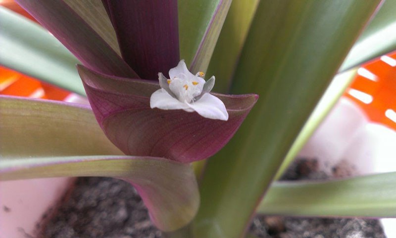 reo florece la flor