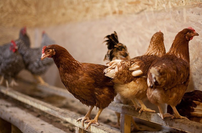 poules pondeuses