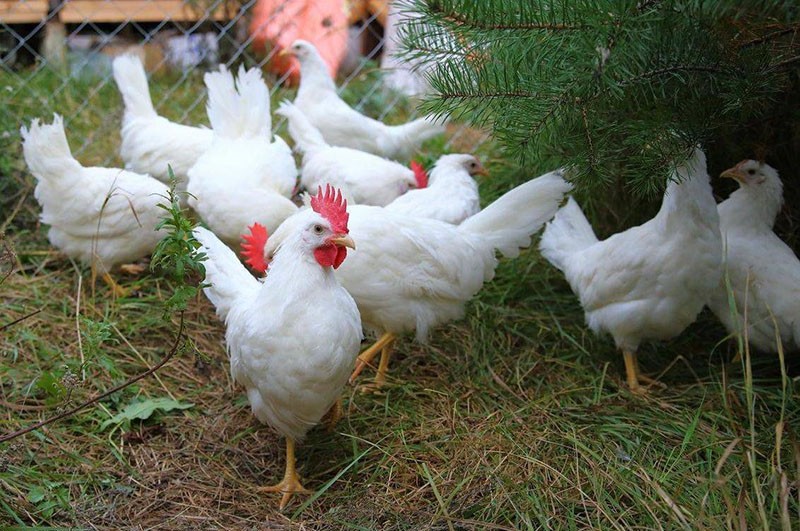 poules leghorn