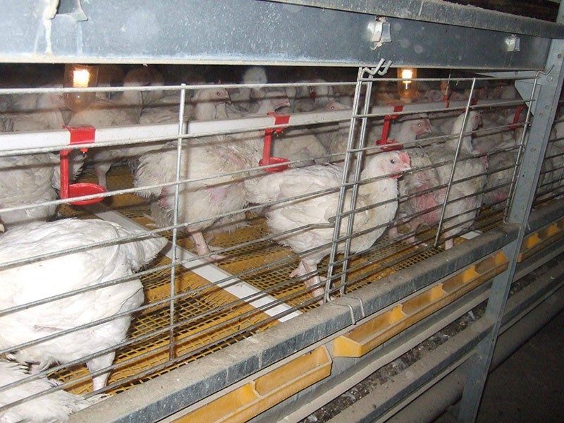las ventajas y desventajas de tener pollos en jaulas