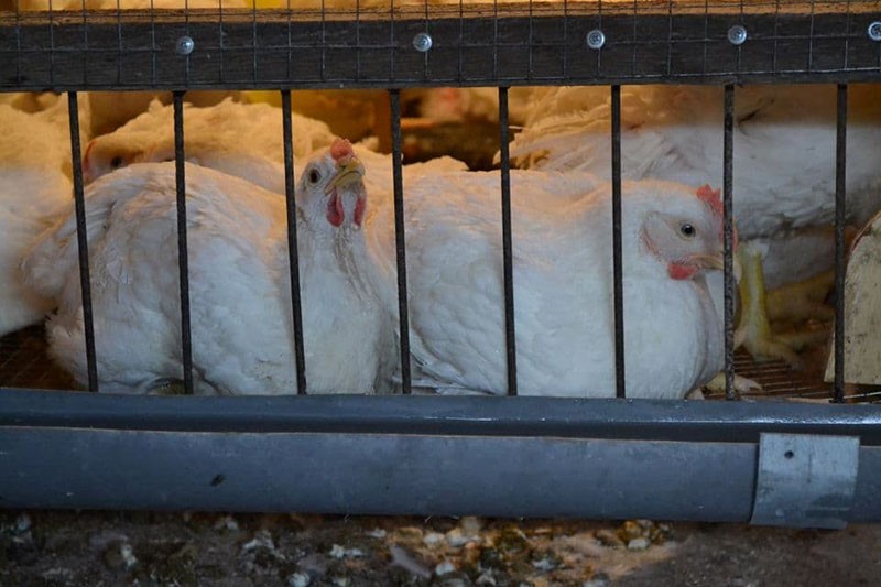 poulets en cage