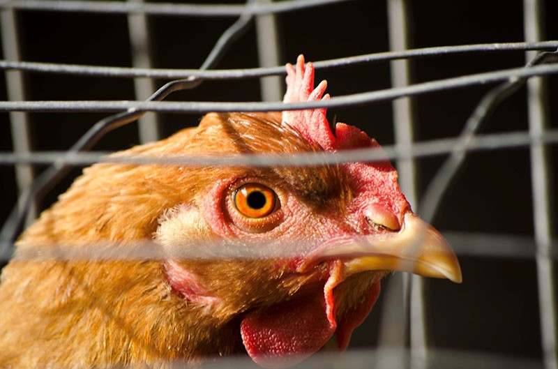 problèmes avec le maintien des poulets dans des cages