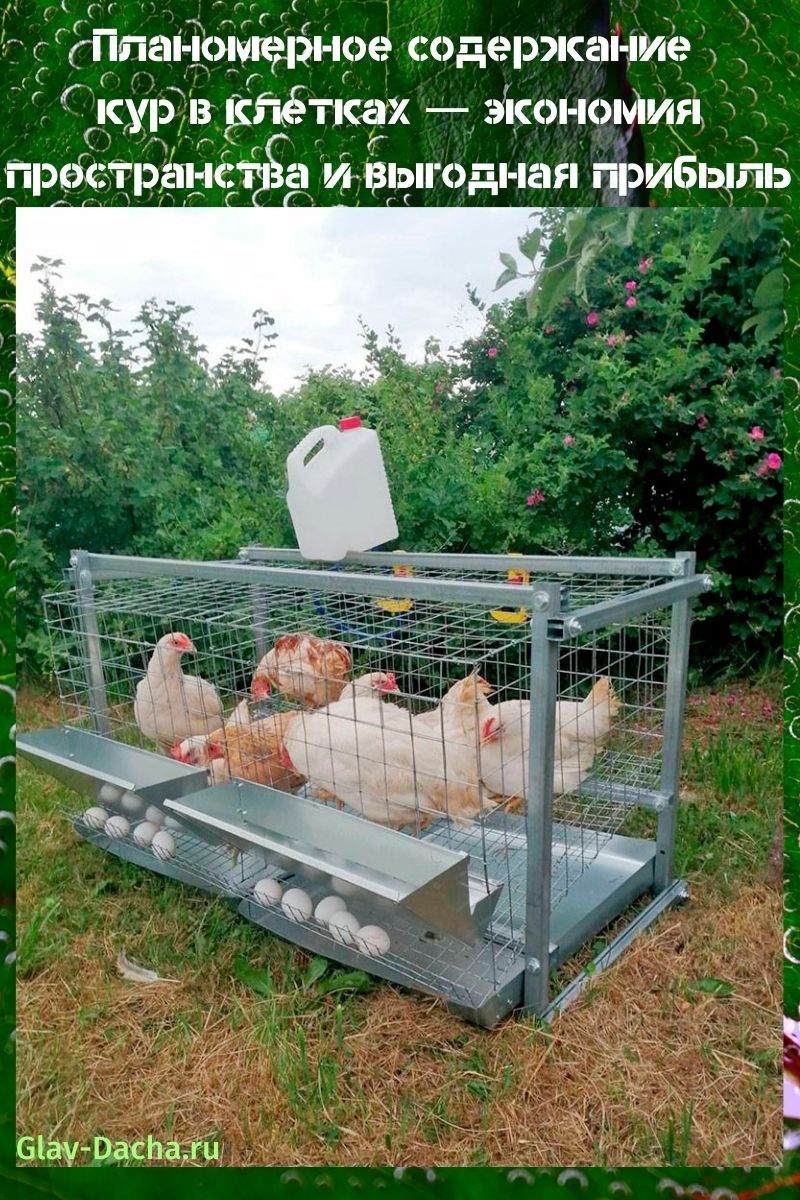 garder les poulets en cage