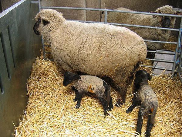 oveja con corderos