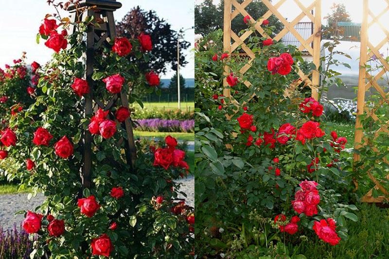 la formación de una rosa trepadora