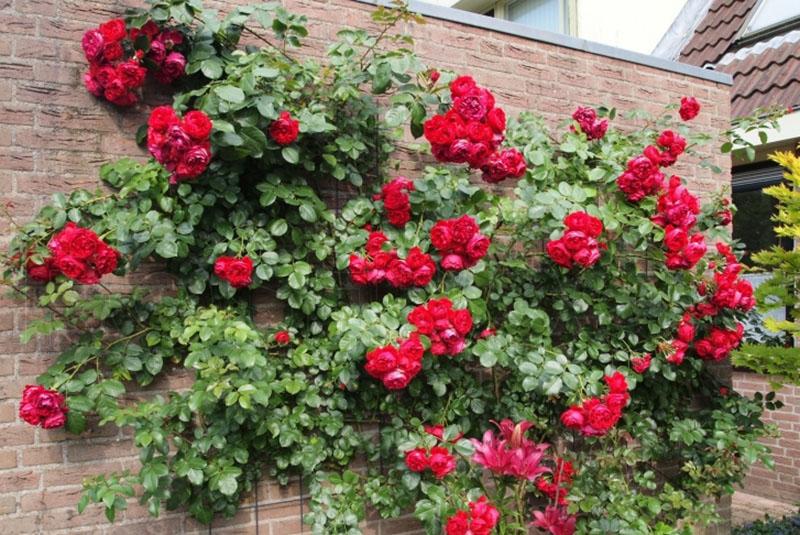 exuberante rosal contra la pared