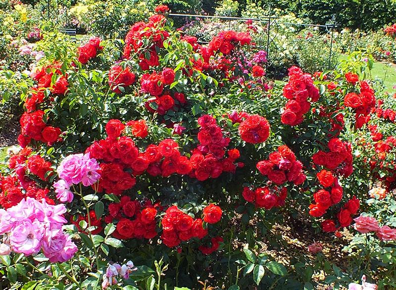 Rose florentina trepadora en el jardín