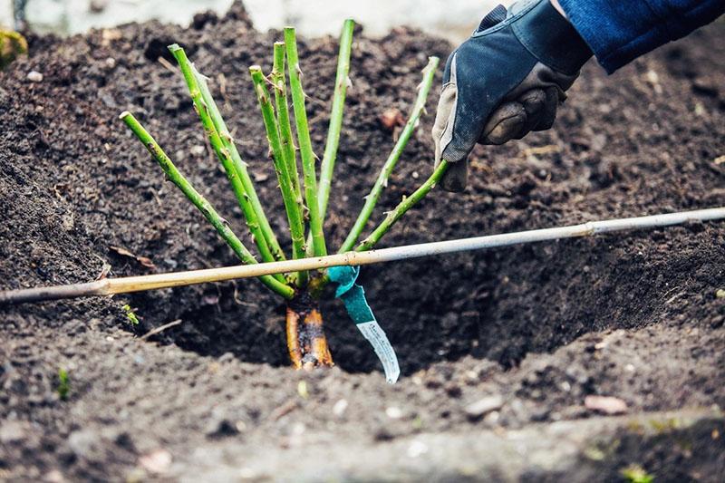 plantar una plántula de rosa