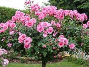 Rosier grimpant