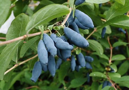 Las bayas de madreselva son ricas en vitaminas y ácidos orgánicos.