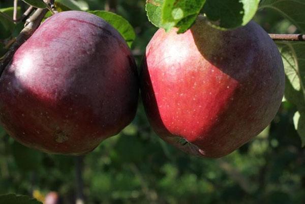 variedad alemana