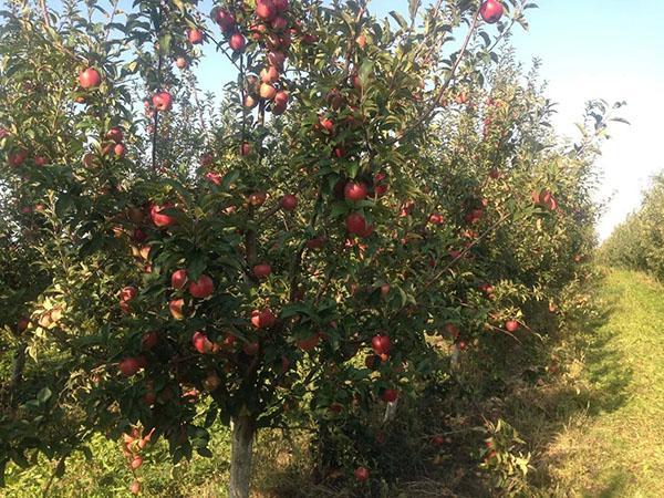 manzano de la variedad Gloucester da fruto