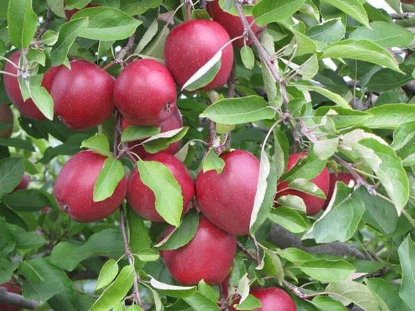 variedad con buena resistencia al invierno