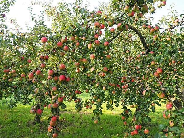 Un jardín bien organizado siempre tiene una buena cosecha de frutas y bayas.