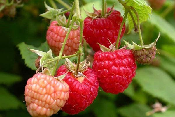 Trouvez une place dans le jardin et pour les framboises