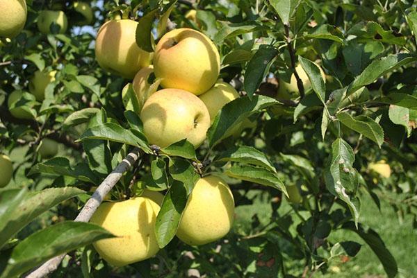 La parte principal del jardín está ocupada por manzanos.