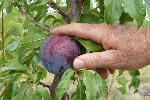 Las ciruelas de diferentes variedades crecen en casi todos los jardines.