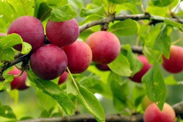 La ciruela cereza deliciosa y jugosa se cultiva para mermelada y compotas.