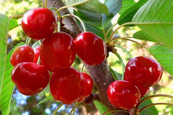 No puedes prescindir de una cereza en el jardín.