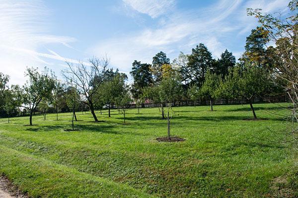 Jeune jardin sur une parcelle personnelle