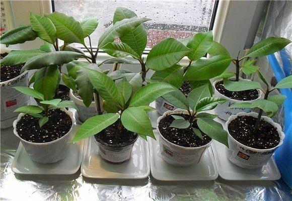 soins des semis de plumeria