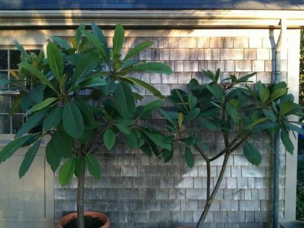 plumeria en pot