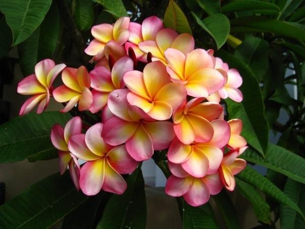 plumeria en fleurs
