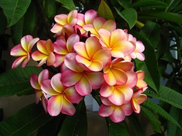 plumeria floreciente