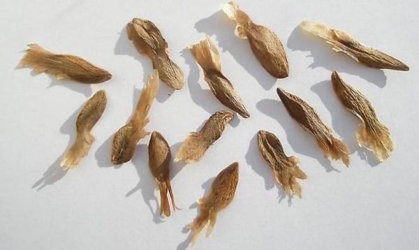 semillas de plumeria