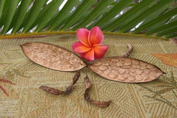 poisson-lion plumeria