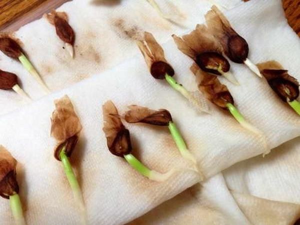 germinación de semillas de plumeria
