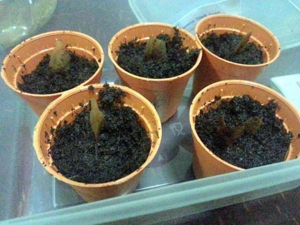 plantation de plumeria