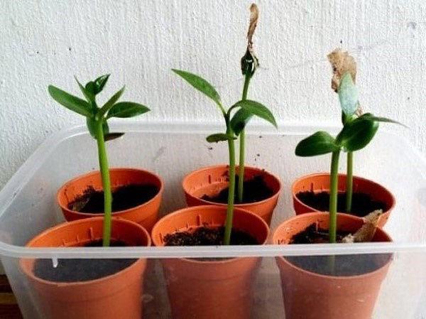 soins des semis de plumeria