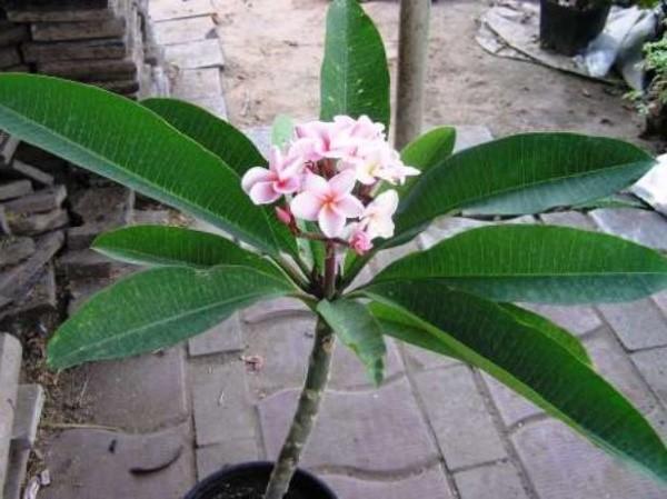 plumeria de semillas en casa