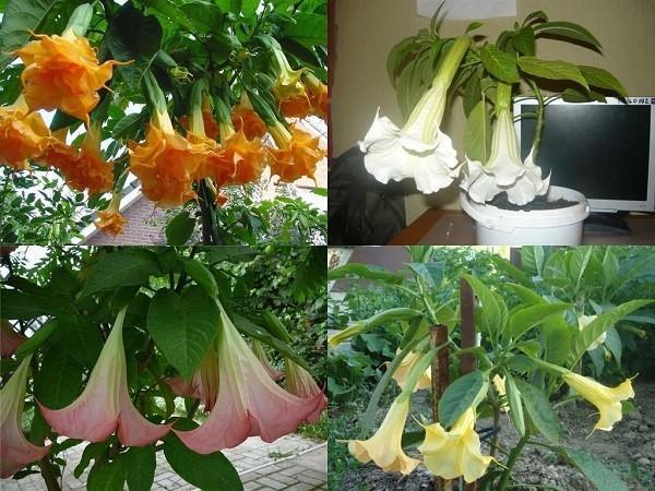 brugmansia de diferentes variedades